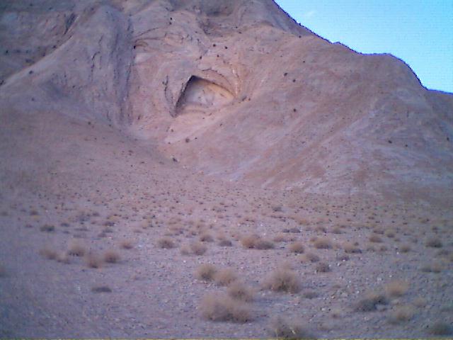 کال محمد گربه ای